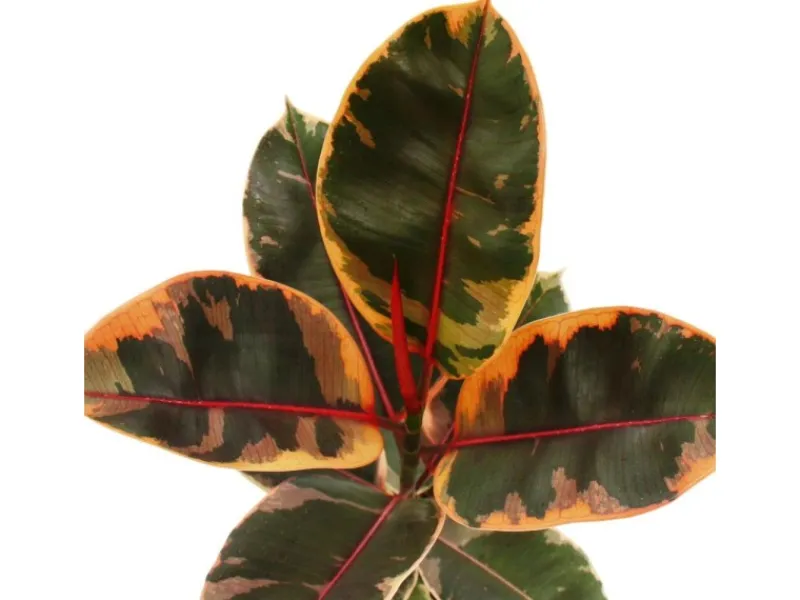 Exotenherz Rotbunter Gummibaum Ficus Elastica Belize 17cm Topf< Töpfe