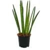 Online Exotenherz Sansevieria Cylindrica Solitär-Pflanze 19cm Topf