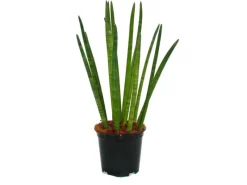 Online Exotenherz Sansevieria Cylindrica Solitär-Pflanze 19cm Topf