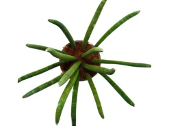 Online Exotenherz Sansevieria Cylindrica Solitär-Pflanze 19cm Topf