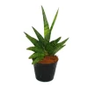 Töpfe<Exotenherz Sansevieria Helios Schraubenbogenhanf 11cm Topf ca. 20cm Hoch