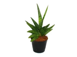 Töpfe<Exotenherz Sansevieria Helios Schraubenbogenhanf 11cm Topf ca. 20cm Hoch
