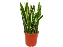 Exotenherz Sansevieria Trifasciata 19cm Topf Gesamthöhe 55-65cm Hoch< Töpfe