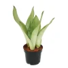 Outlet Exotenherz Sansevieria Trifasciata Moonshine Silberner Bogenhanf 12cm Topf Sukkulente