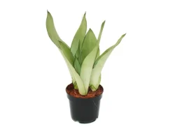 Outlet Exotenherz Sansevieria Trifasciata Moonshine Silberner Bogenhanf 12cm Topf Sukkulente