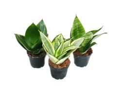 Töpfe<Exotenherz Sansevieria Trifaciata Hahnii 3 Verschiedene Pflanzen im 5,5cm Topf Bogenhanf Schwiegermutterzunge