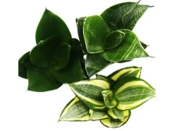Töpfe<Exotenherz Sansevieria Trifaciata Hahnii 3 Verschiedene Pflanzen im 5,5cm Topf Bogenhanf Schwiegermutterzunge