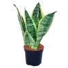 New Exotenherz Sansevieria Trifasciata Gelbgrüner Bogenhanf 9cm Topf