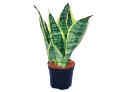 New Exotenherz Sansevieria Trifasciata Gelbgrüner Bogenhanf 9cm Topf