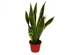 Exotenherz Sansevieria Trifasciata Bogenhanf 12cm Topf< Töpfe