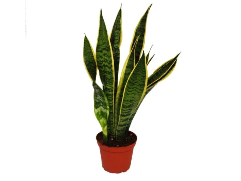 Exotenherz Sansevieria Trifasciata Bogenhanf 12cm Topf< Töpfe