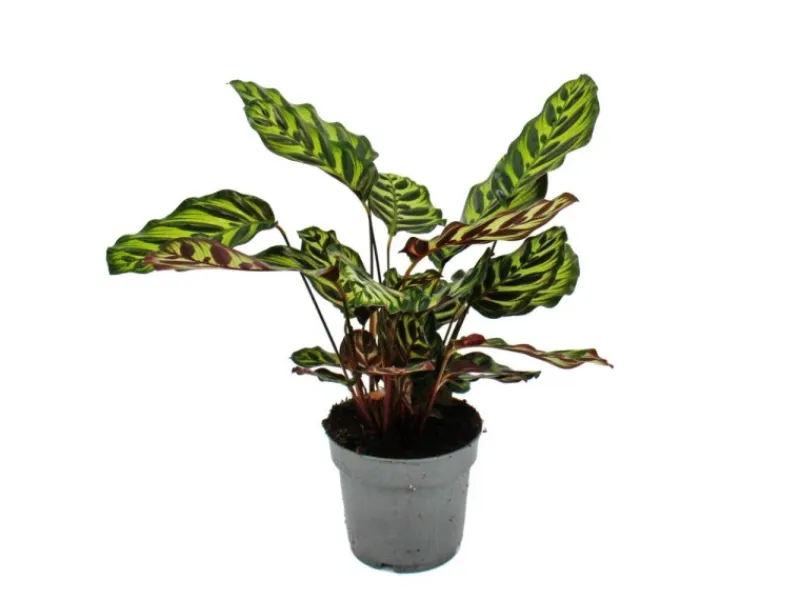 Exotenherz Schattenpflanze mit Besonderem Blattmuster Calathea Makoyana Korbmarante 14cm Topf ca. 35-40cm Hoch< Töpfe