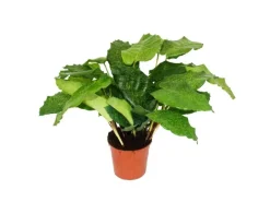 Töpfe<Exotenherz Schattenpflanze mit Ausgefallenem Blattmuster Calathea Musaica Network 14cm Topf ca. 40cm Hoch