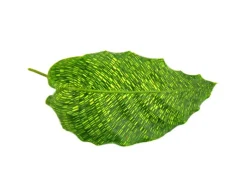 Töpfe<Exotenherz Schattenpflanze mit Ausgefallenem Blattmuster Calathea Musaica Network 14cm Topf ca. 40cm Hoch