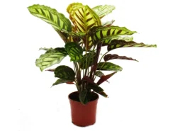 Exotenherz Schattenpflanze mit Ausgefallenem Blattmuster Calathea Roseapicta 14cm Topf ca. 50cm Hoch< Töpfe