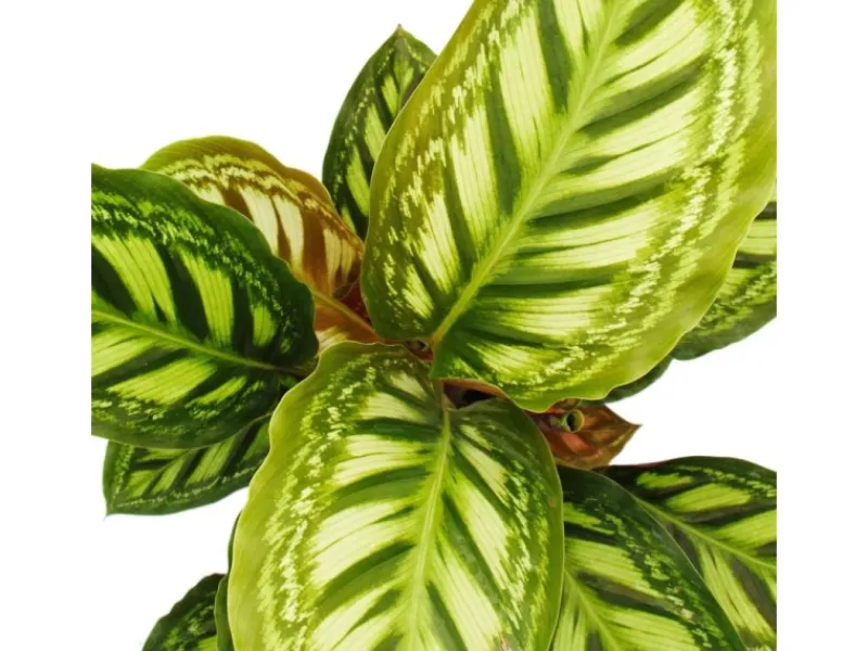 Exotenherz Schattenpflanze mit Ausgefallenem Blattmuster Calathea Roseapicta 14cm Topf ca. 50cm Hoch< Töpfe
