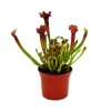 Exotenherz Schlauchpflanze Sarracenia Judith Fleischfressende Pflanze 9cm Topf< Töpfe