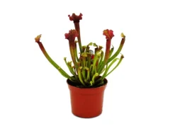 Exotenherz Schlauchpflanze Sarracenia Judith Fleischfressende Pflanze 9cm Topf< Töpfe