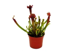 Exotenherz Schlauchpflanze Sarracenia Judith Fleischfressende Pflanze 9cm Topf< Töpfe