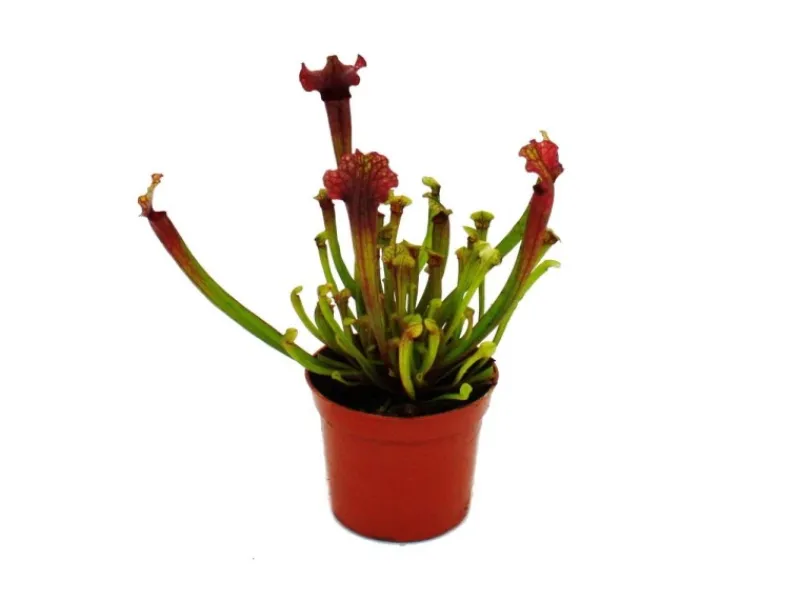 Exotenherz Schlauchpflanze Sarracenia Judith Fleischfressende Pflanze 9cm Topf< Töpfe