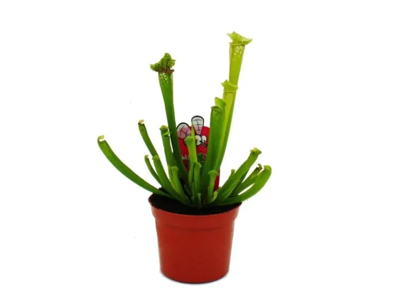 Exotenherz Schlauchpflanze Sarracenia Leucophylla Fleischfressende Pflanze 9cm Topf