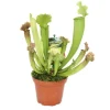 Best Exotenherz Schlauchpflanze Sarracenia Überraschungssorte 9cm Topf