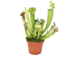 Best Exotenherz Schlauchpflanze Sarracenia Überraschungssorte 9cm Topf