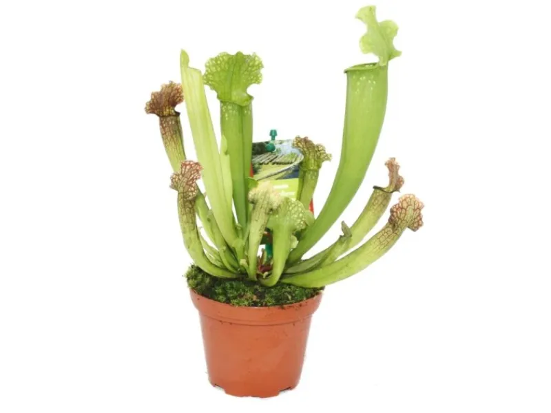 Best Exotenherz Schlauchpflanze Sarracenia Überraschungssorte 9cm Topf