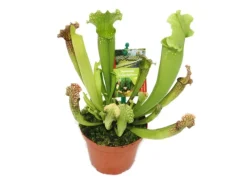 Best Exotenherz Schlauchpflanze Sarracenia Überraschungssorte 9cm Topf