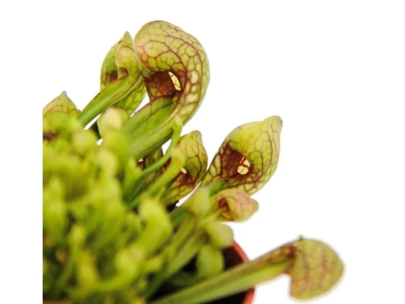 Töpfe<Exotenherz Schlauchpflanze Sarracenia Psittacina Hybr. Scarlett Belle Fleischfressende Pflanze 9cm Topf