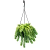 Exotenherz Sedum Morganianum 'Burrito' Affenschaukel 14cm Ampeltopf Hängende Sukkulente< Töpfe