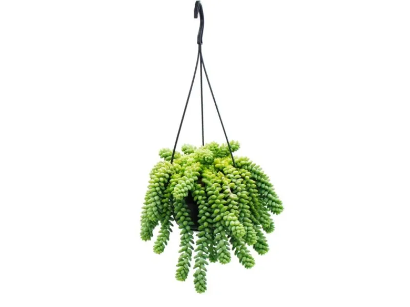 Exotenherz Sedum Morganianum 'Burrito' Affenschaukel 14cm Ampeltopf Hängende Sukkulente< Töpfe