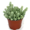 Töpfe<Exotenherz Sedum Morganianum Burritum Affenschaukel 12cm Topf
