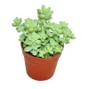 Exotenherz Sedum Morganianum Burritum Affenschaukel 5,5cm Topf< Töpfe
