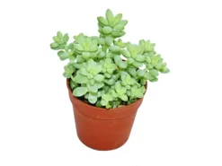 Exotenherz Sedum Morganianum Burritum Affenschaukel 5,5cm Topf< Töpfe