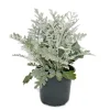 Exotenherz Senecio maritima Silberblatt Dekorative Pflanze mit silbrigem Laub 11cm Topf Set mit 12 Pflanzen< Töpfe
