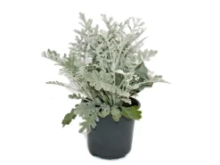 Exotenherz Senecio maritima Silberblatt Dekorative Pflanze mit silbrigem Laub 11cm Topf Set mit 12 Pflanzen< Töpfe
