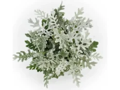 Exotenherz Senecio maritima Silberblatt Dekorative Pflanze mit silbrigem Laub 11cm Topf Set mit 12 Pflanzen< Töpfe
