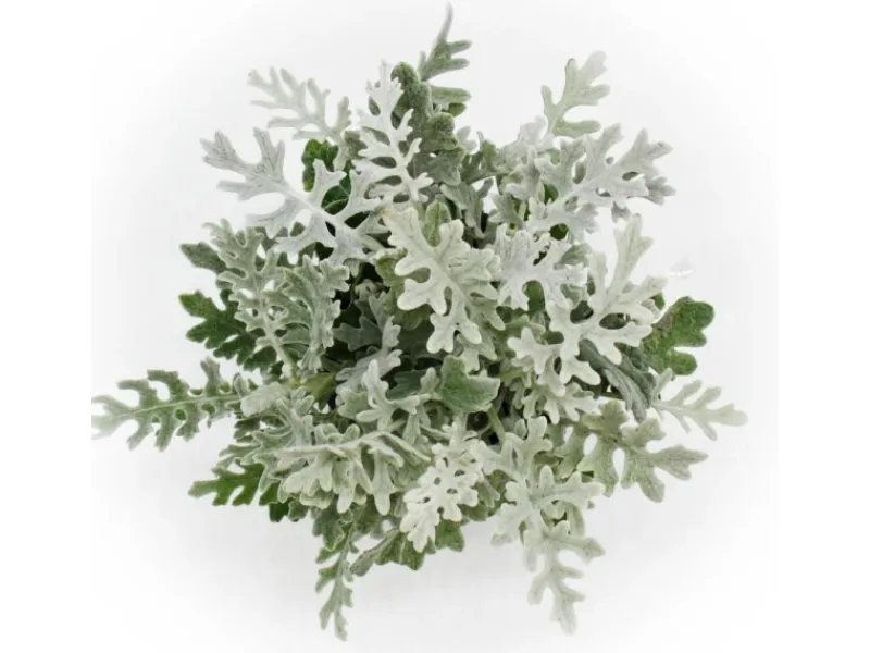 Exotenherz Senecio maritima Silberblatt Dekorative Pflanze mit silbrigem Laub 11cm Topf Set mit 12 Pflanzen< Töpfe