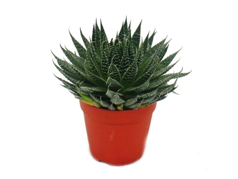 Best Exotenherz Set Aus 5 Verschiedenen Sukkulenten im 12cm Topf