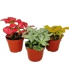 Töpfe<Exotenherz Set mit 3 Verschiedenfarbige Fittonia Pflanze Silbernetzblatt Mosaikpflanze 9cm Topf