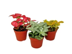 Töpfe<Exotenherz Set mit 3 Verschiedenfarbige Fittonia Pflanze Silbernetzblatt Mosaikpflanze 9cm Topf