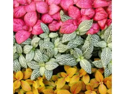 Töpfe<Exotenherz Set mit 3 Verschiedenfarbige Fittonia Pflanze Silbernetzblatt Mosaikpflanze 9cm Topf