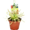 Töpfe<Exotenherz Sonnentau Drosera Capensis 9cm Topf