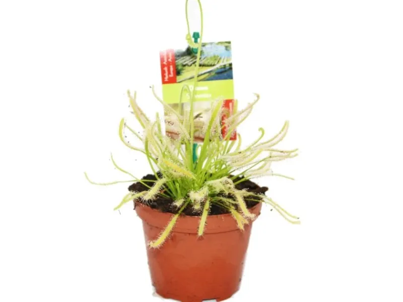 Töpfe<Exotenherz Sonnentau Drosera Capensis 9cm Topf