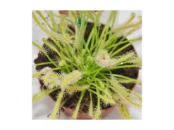 Töpfe<Exotenherz Sonnentau Drosera Capensis 9cm Topf