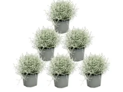 Töpfe<Exotenherz Stacheldrahtpflanze Silberdraht Calocephalus brownii 12cm Topf 6 Pflanzen