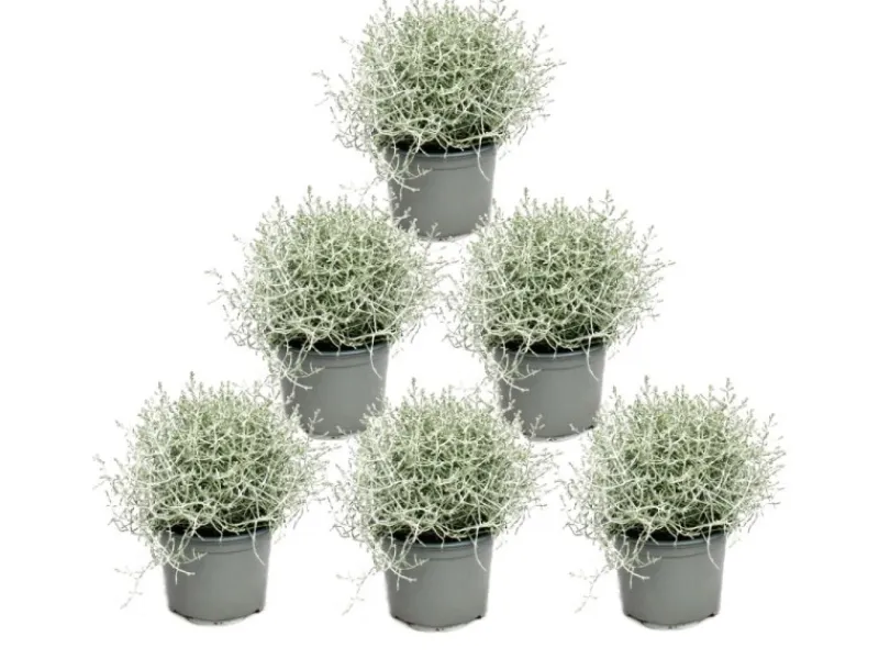 Töpfe<Exotenherz Stacheldrahtpflanze Silberdraht Calocephalus brownii 12cm Topf 6 Pflanzen