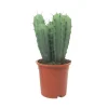 Exotenherz Stahlblauer Heidelbeerkaktus Myrtillocactus Geometrizans Säulenkaktus 17cm Topf< Töpfe