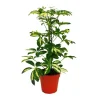 Exotenherz Strahlenaralie Schefflera Weissgrünlaubig 12cm Topf Zimmerpflanze ca. 40-45cm Hoch< Töpfe